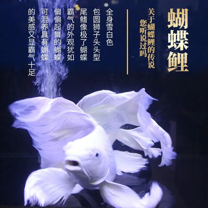 oimg蝴蝶鲤观赏鱼活鱼大鳍长尾短身纯种球体红色贵妃冷水锦鲤鱼苗活体