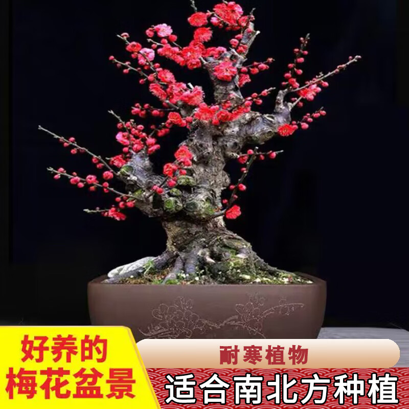 绿达红梅盆景树桩盆栽梅花老桩植物地栽室内绿植耐寒红梅树苗梅花树苗 红梅25年盆景（今年冬天开花）