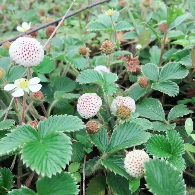 贵州野生白草莓白白米泡儿菠萝蜜野草莓儿当季带花苞发货 10颗白蒙苗