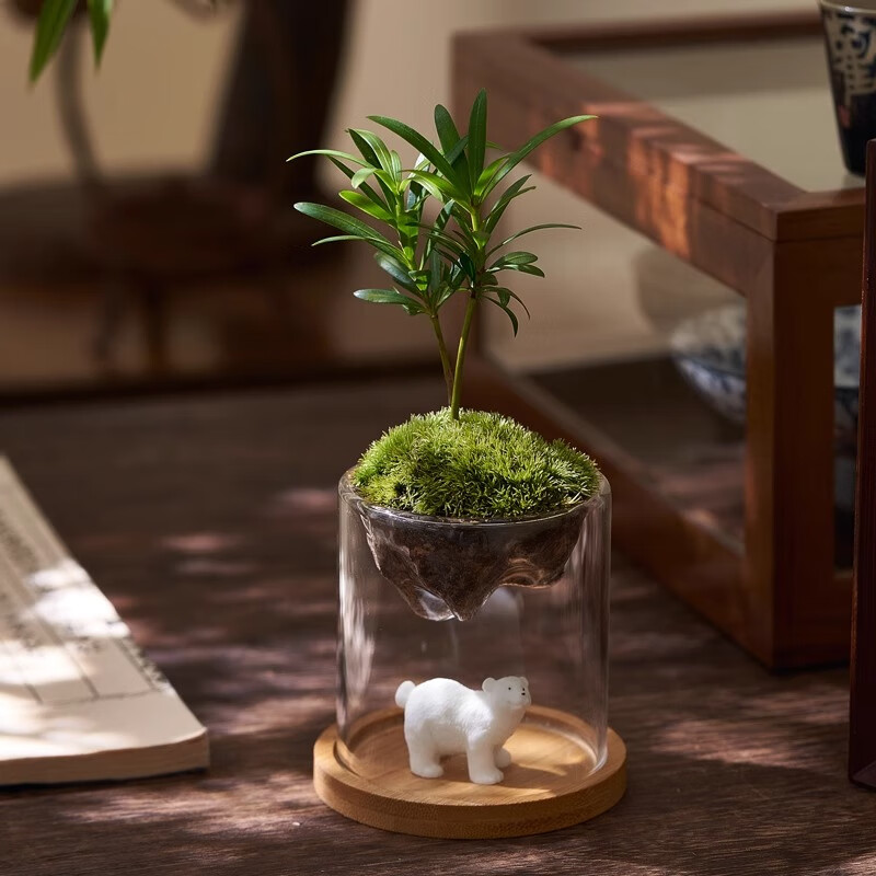 八芽趣味鲜活苔藓微型景观创意室内桌面生态绿植盆栽盆景懒人好养植物 观山罗汉松-小白熊-含竹底托 带玻璃杯
