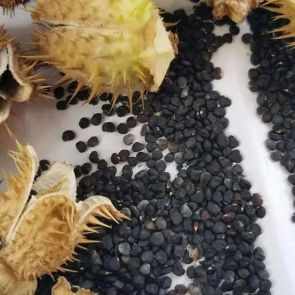 北京同仁堂初级农产品曼陀罗子醉葡萄天胡茄子风茄果中药籽500g 果带