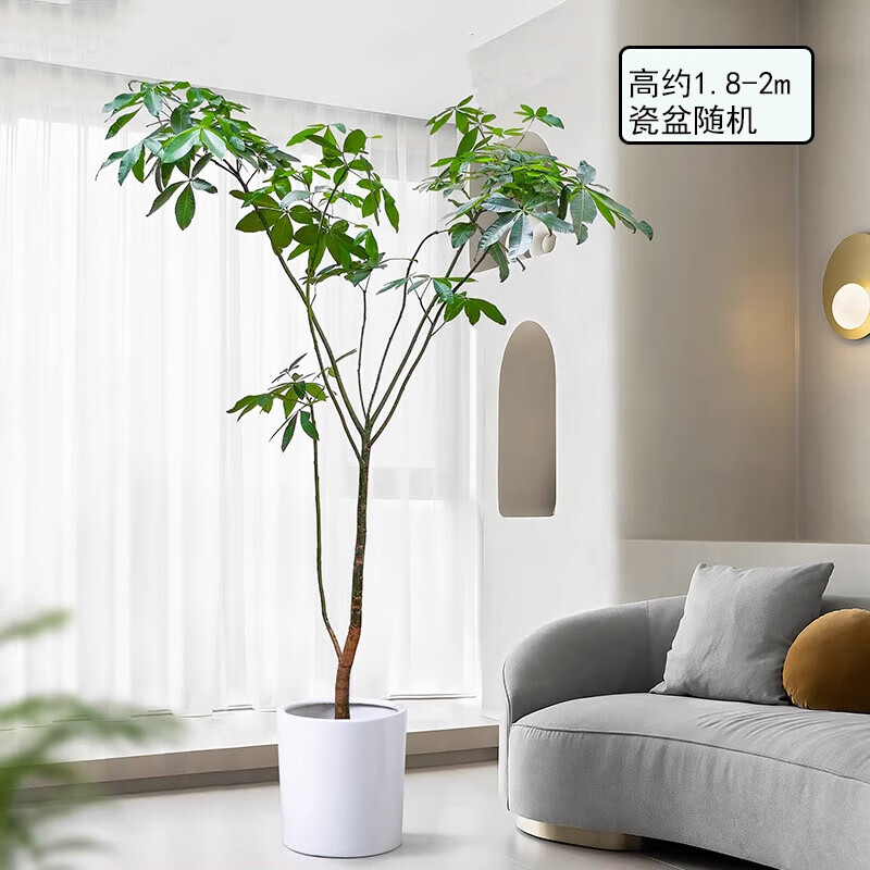 橡皮树黑金刚北欧室内客厅大型绿植盆栽上海 双杆发财树(瓷盆随机)