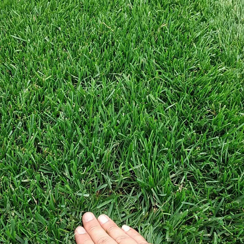 花友秀 蓝标高羊茅种子草坪种籽四季常青矮生型反叛者绿化庭院耐践踏