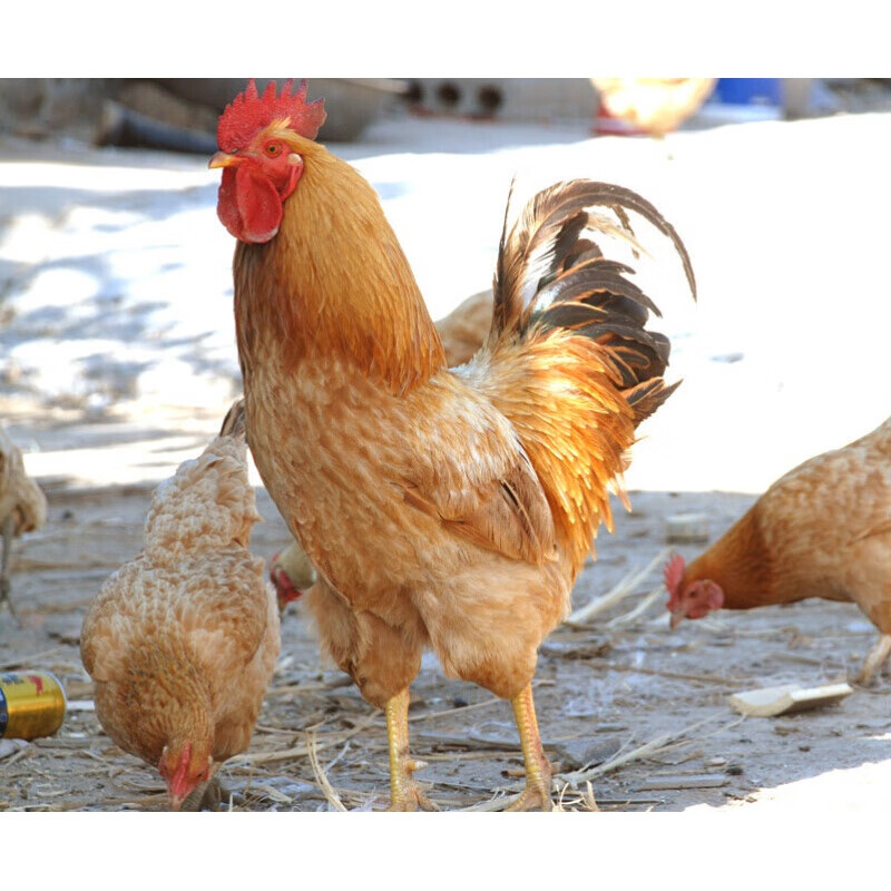 虎钢馋苏北农家新鲜活杀公鸡蛋公鸡卵鸡腰子小草鸡睾丸鸡肾剦蛋500g