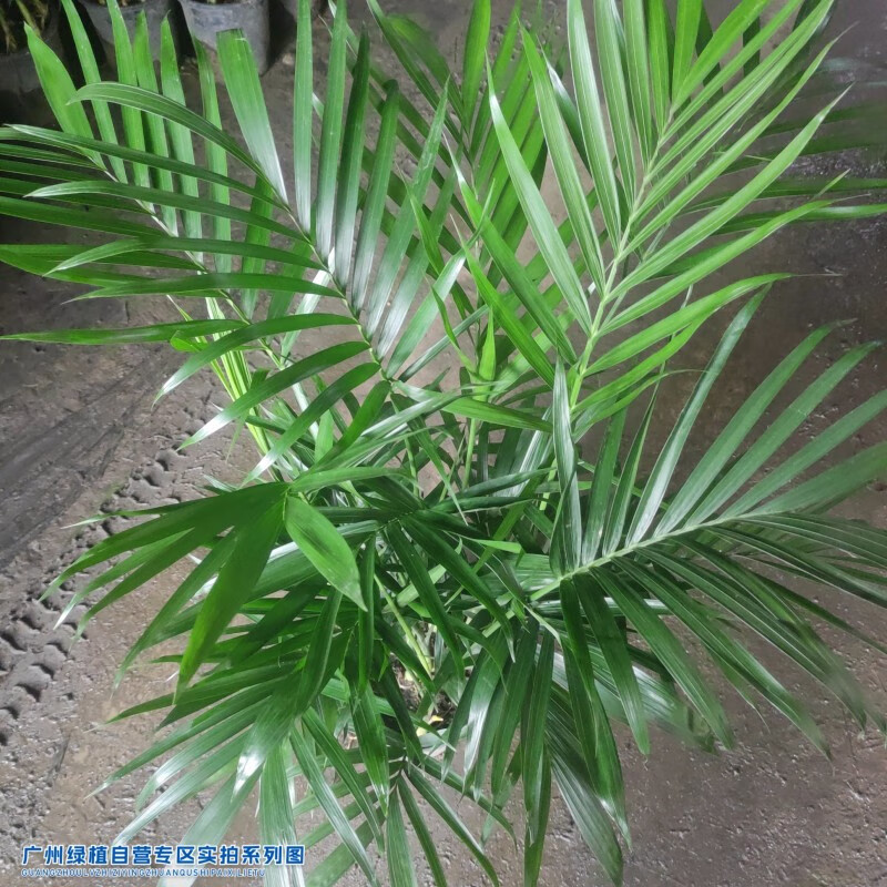 华煜送货上门小椰子盆栽大型绿植高度80公分(不含盆)源头直发