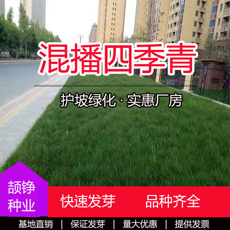 免修剪护坡固土马尼拉地毯草庭院小区绿化用 进口混播四季青种籽1斤