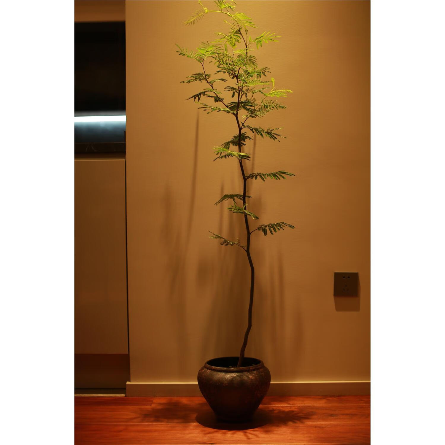 发现植物/密叶金合欢盆栽 密叶猴耳环平替多年生观花观叶植物好养 金