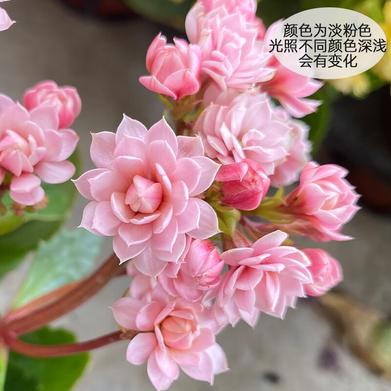 甜麦圈人面桃花品种长寿花盆栽重瓣大花带花苞植物花四季开花 人面