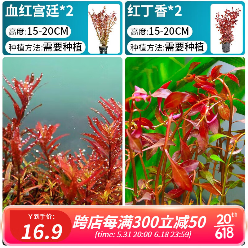 水草活体造景套餐真植物前后景懒人养鱼布景装饰 【红丁香 血红宫廷】