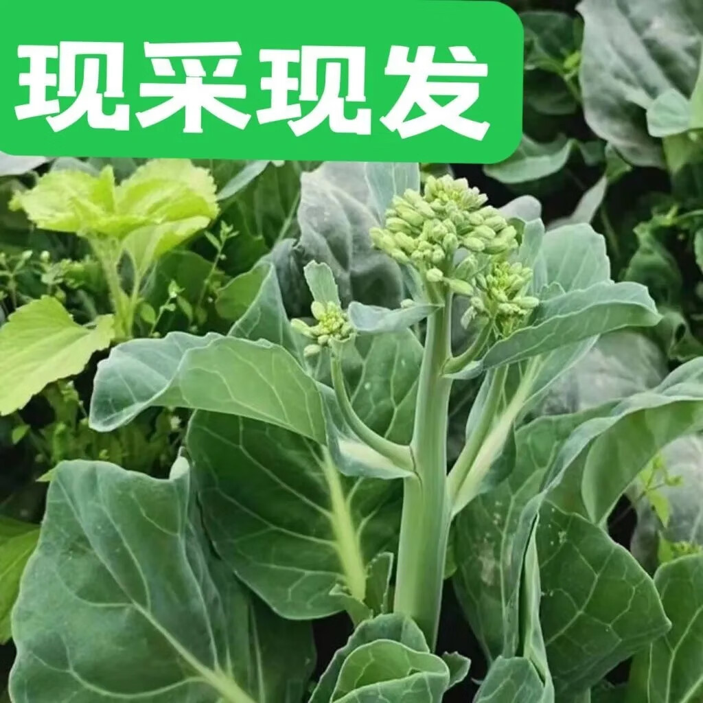 芥兰菜 新鲜蔬菜 小芥兰芥蓝菜 广东菜系时令 农家当季 现采现发 1斤