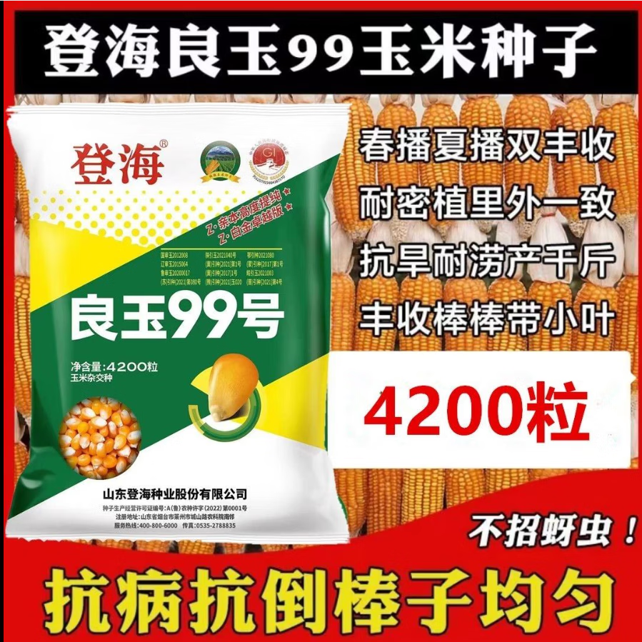 秋颖登海良玉99高产玉米种杂交国审矮杆抗旱红轴玉米种子苞米种大田种