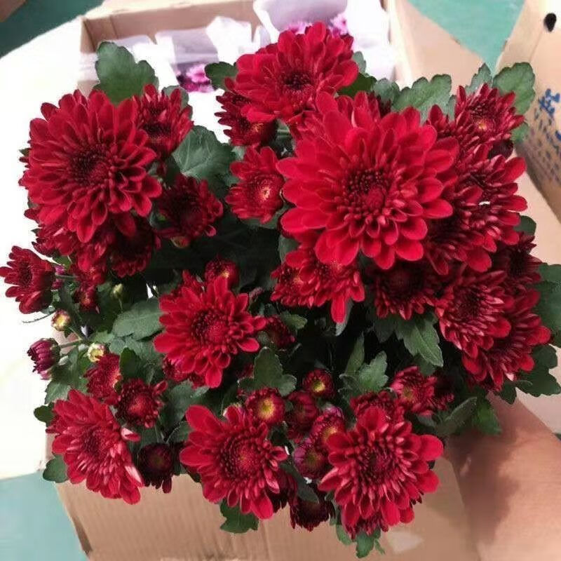 重瓣荷兰菊盆栽菊花大苗室内阳台花卉好养四季开花 红色一盆带花苞 不