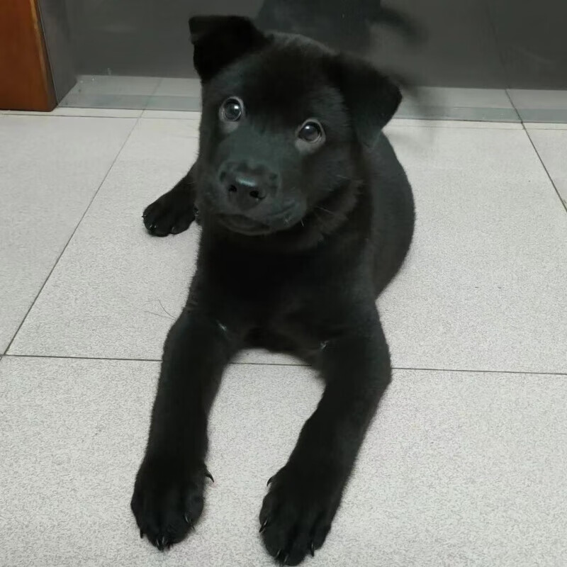 乐的狗黑色狗宠物小黑狗幼犬土狗草狗中华田园犬小黑犬 田园级 小型