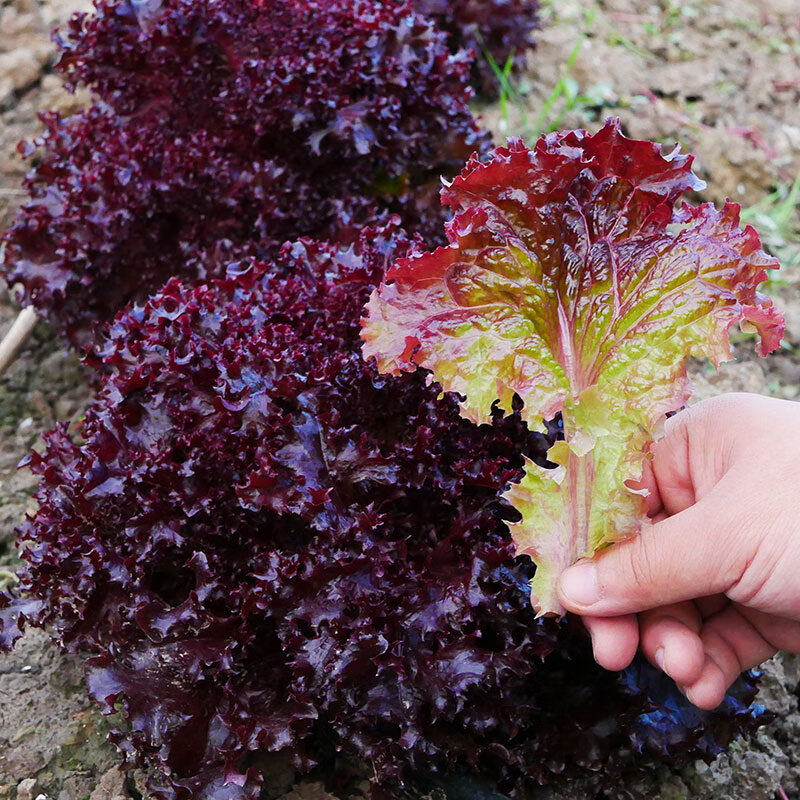双色紫苏种子紫苏叶种籽紫苏子种籽可食用苗四季籽种孑苏子叶树苗 *