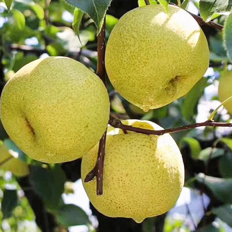 砀山梨树果苗南北方庭院地栽特大果树阳台盆栽嫁接活苗当年结果 2年苗