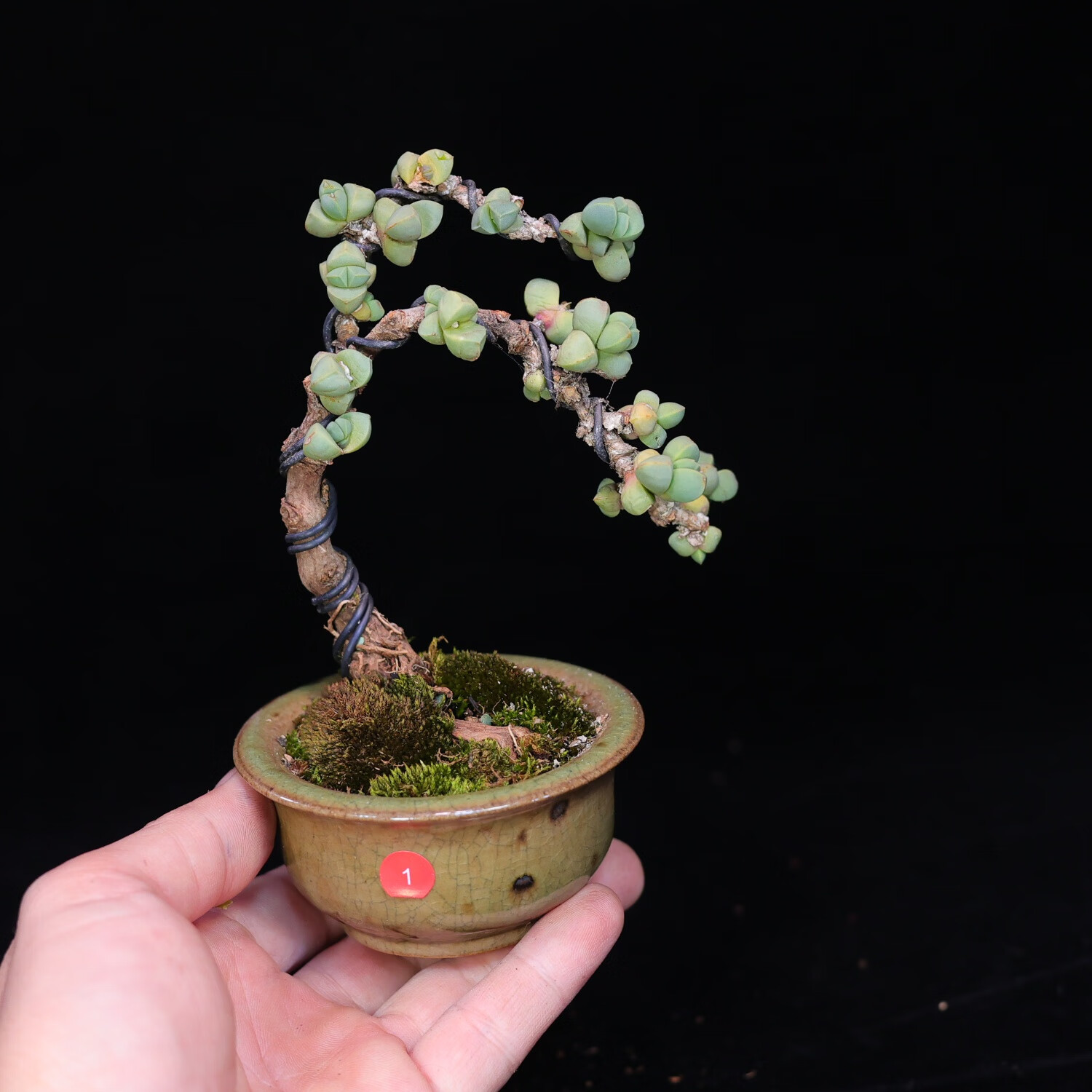vpmq鹿角海棠老桩盆景大蘑菇控养多肉植物精品绿植带盆发一物一拍 1