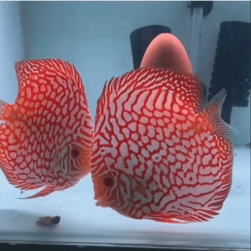 七彩神仙鱼热带鱼观赏鱼精品高端财神松石老虎狗中小型活体鱼 4-5厘米