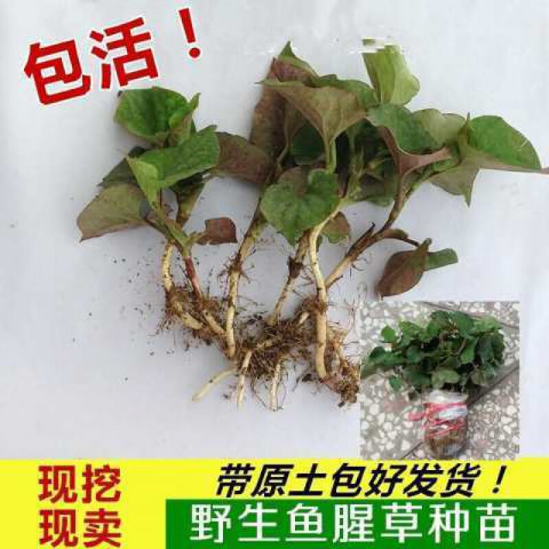 野生鱼腥草种子种苗 四川正宗新鲜折耳根苗家庭园艺四季盆栽 野生