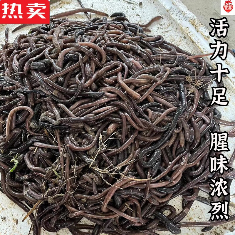 木兰旅新鲜活体青蚯蚓广地龙种苗黑蚯蚓钓黄鳝鱼饵松土蚯蚓钓鱼活饵的
