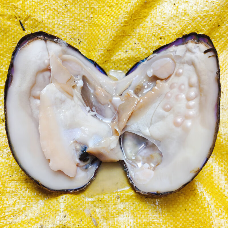 工匠珍珠蚌9年天l然淡水紫色单珠多珠组合自己开蚌取爱迪生壳鲜活河蚌