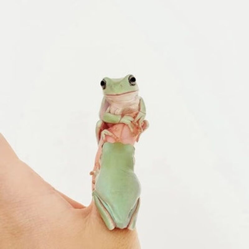宠以沫姥爷树蛙宠物角蝌蚪活体青蛙小丑蛙 绿姥爷3-5cm 适合小学生的