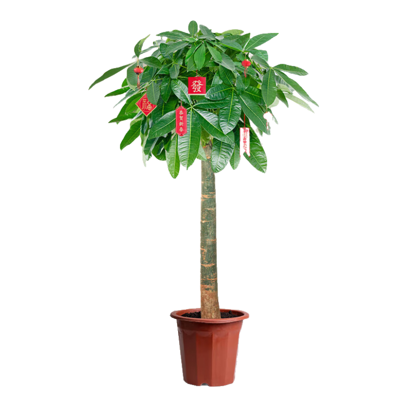   ֲ 칫ֲ 1.4-1.6 ԭ躬58.93Ԫȯ