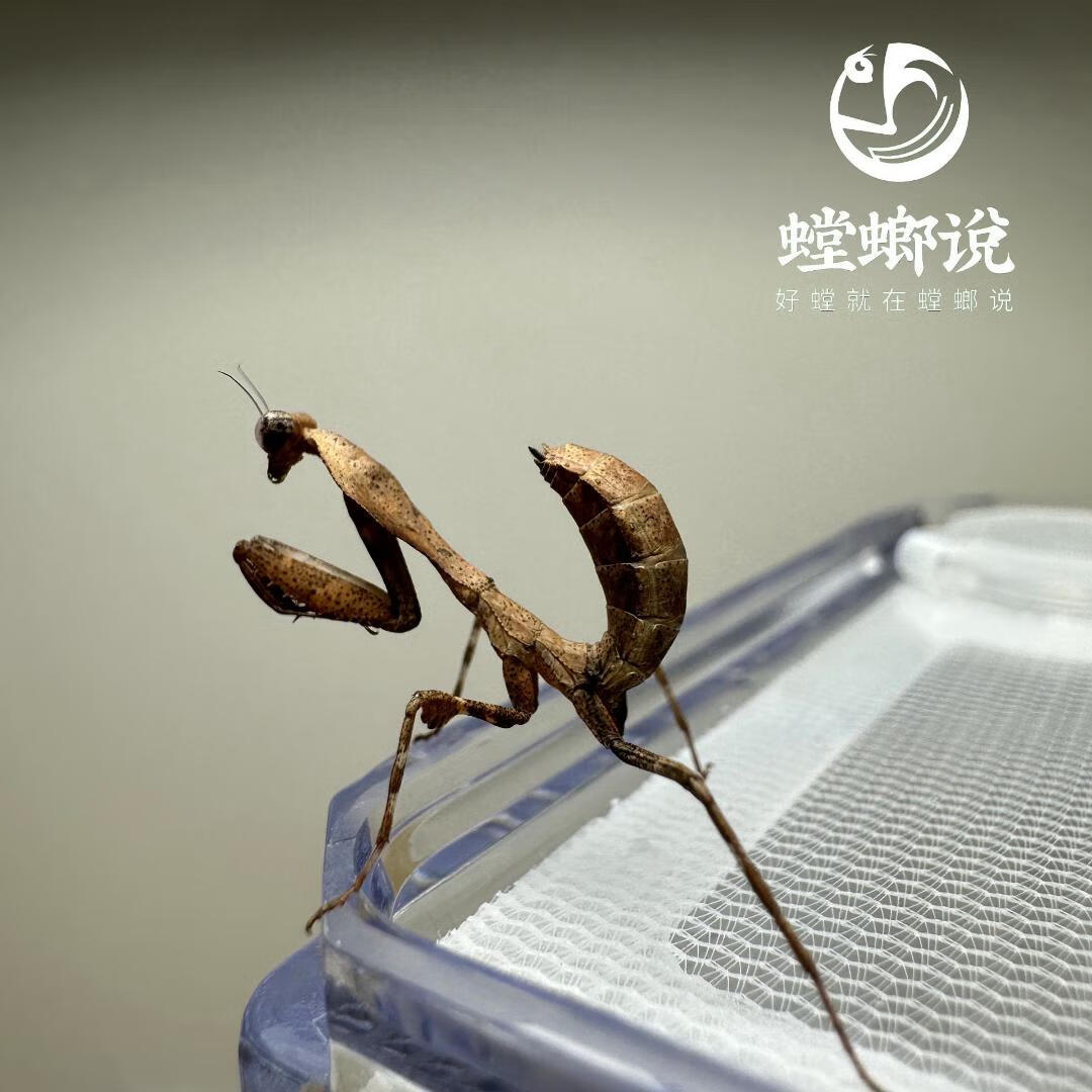 个性爬兰花螳螂圆盾幽灵广斧昆虫小朋友礼物 眼镜蛇枯叶螳螂3l单只