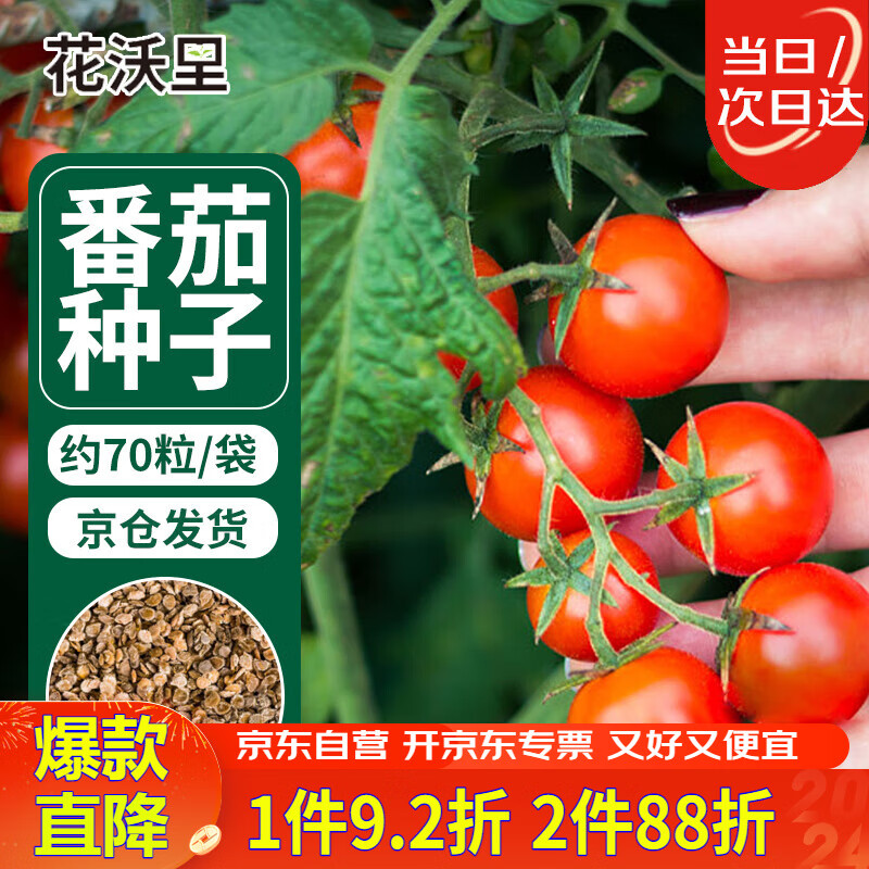 花沃里盆栽小番茄种子约70粒 蔬菜种子红珍珠小西红柿阳台盆栽/庭院种植
