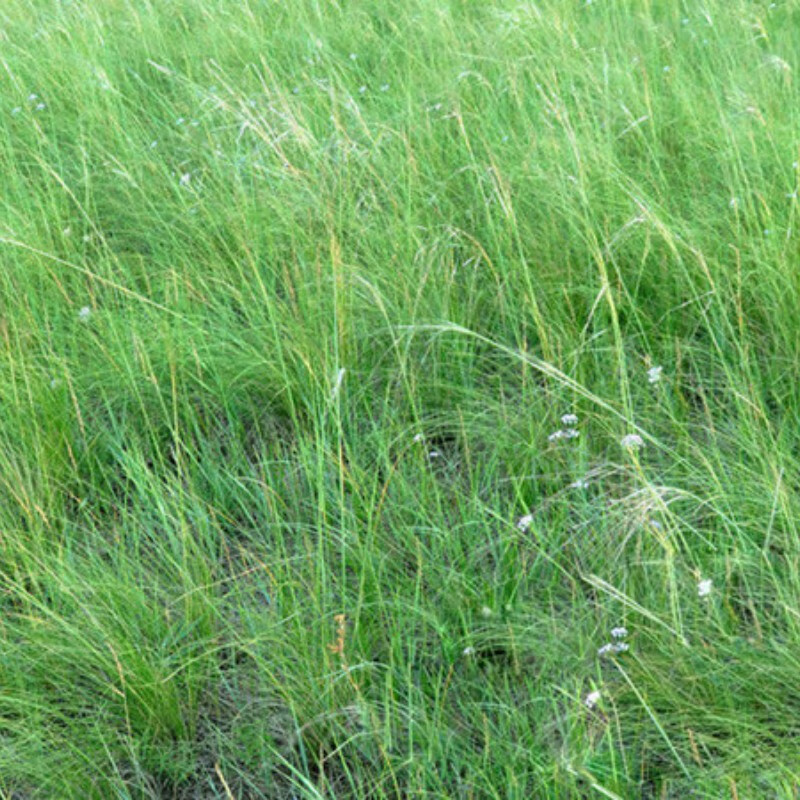 玥缪披碱草种子耐寒耐旱耐盐碱地草籽护坡固土四季牧草种籽 披碱草