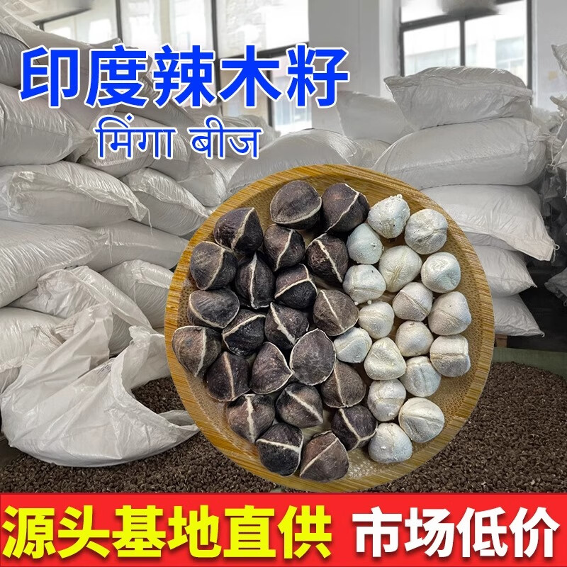 印度辣木籽产地饱满黝黑大粒人工挑选食用新辣木子散装250g泡水正宗