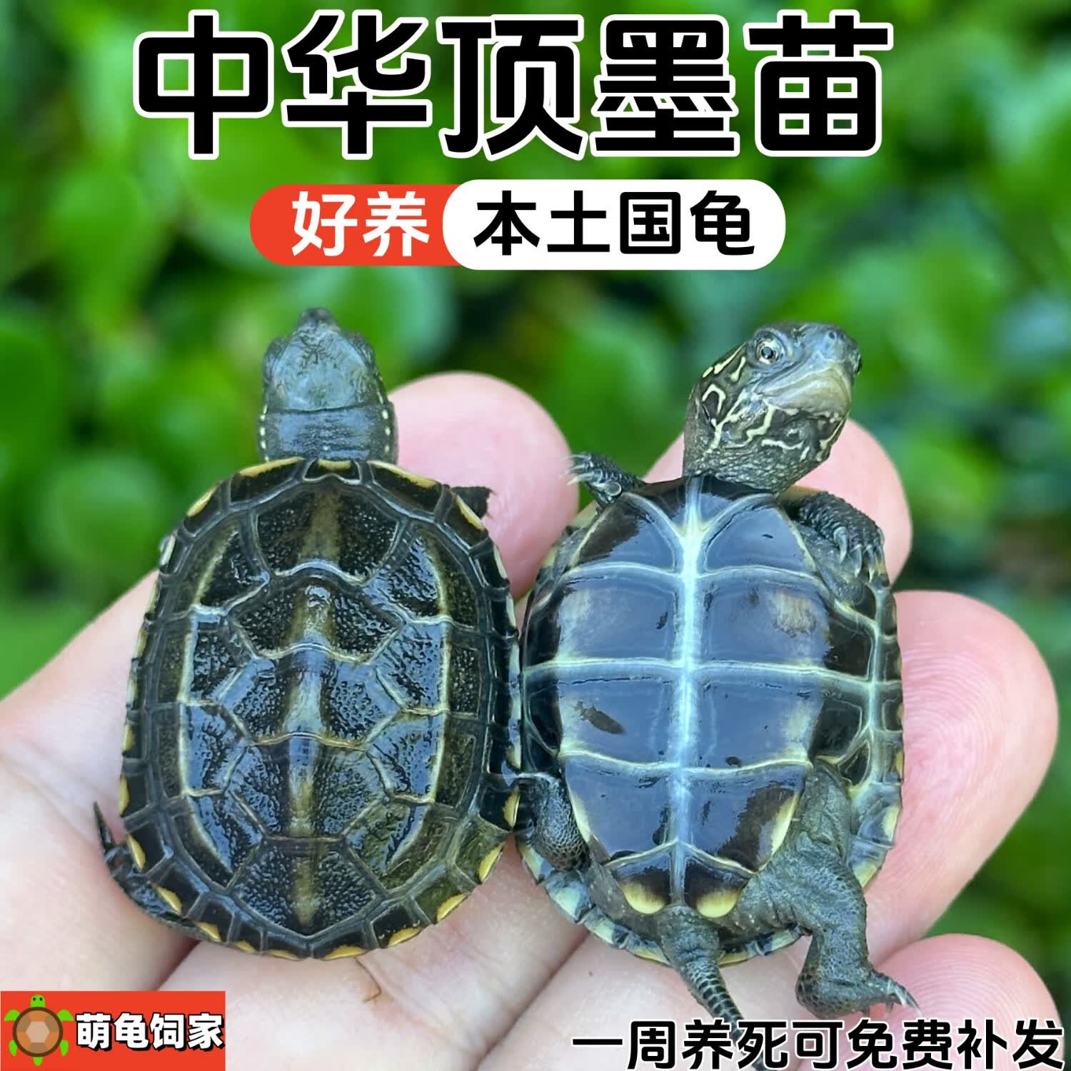 萌龟饲家顶墨苗活体小乌龟黑腹全墨中华草龟宠物外塘浅水龟观赏冷水小龟苗 顶墨苗/1-2厘米 一只顶墨苗
