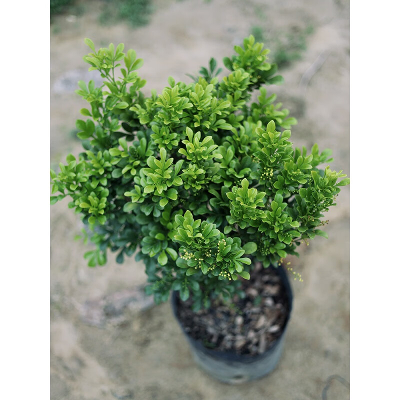 zhio独杆米兰花盆栽大叶栽独杆香水味老桩四季开花米兰苗浓香型绿植庭