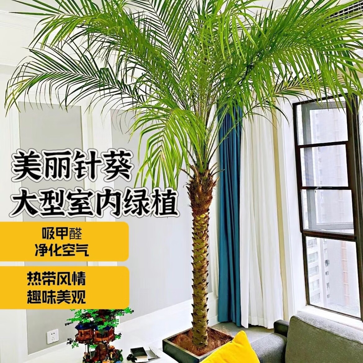 美丽针葵泰国椰子树刺葵棕榈树室内外大盆栽绿植办公室客厅除甲醛 不包含花盆 精品高度1.3-1.5米