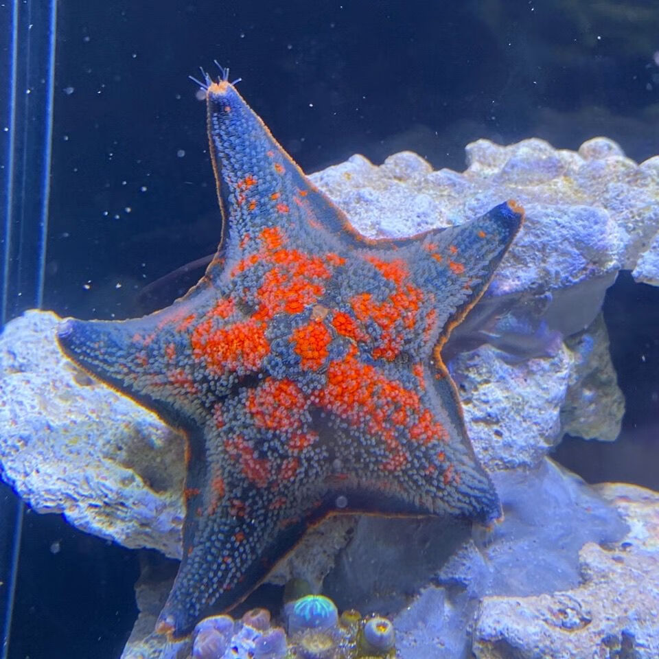 yee海燕海星粮宠物海水鱼粮缸迷你海洋生物观赏动物粮翻砂小海星饲料