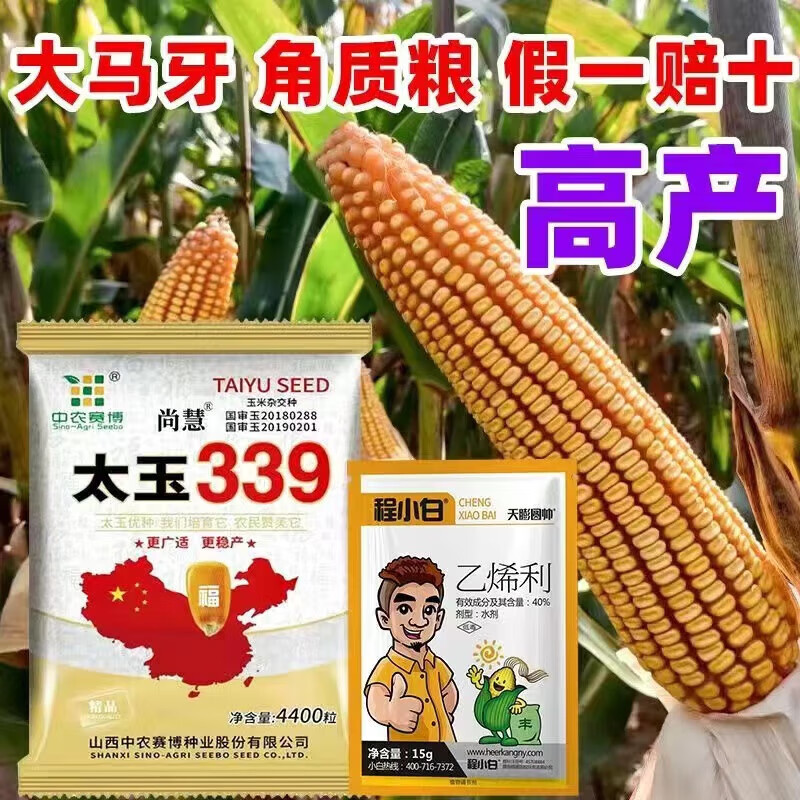 细辛太玉339矮杆玉米种大棒双胞胎红轴包谷抗虫南北抗病抗涝抗旱 太玉