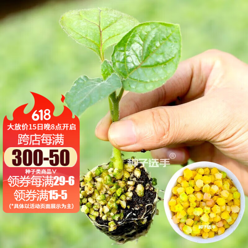 农之子(nongzhizi) 姑娘果种子苗灯笼果树苗秧苗盆栽洋水果种籽大全