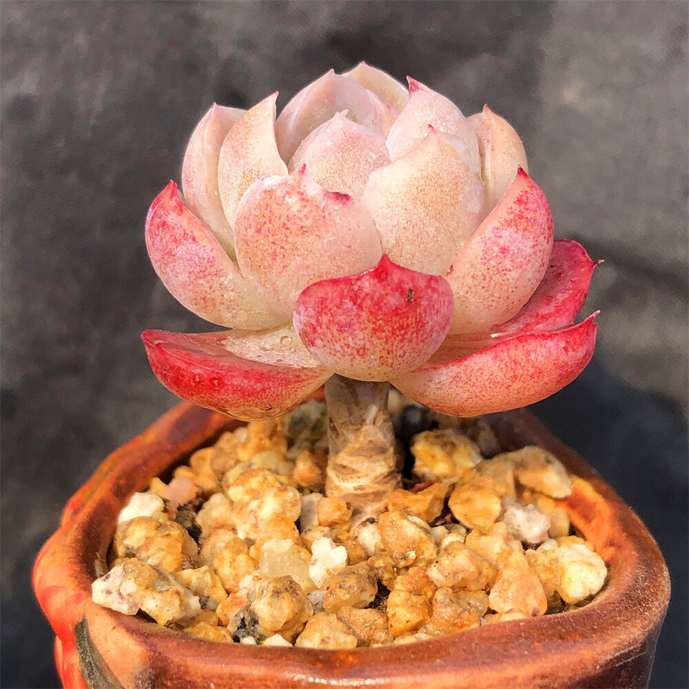 clcey奶油贝瑞有香味的多肉多头群生红色多肉植物双子胭脂贝瑞 贝瑞单