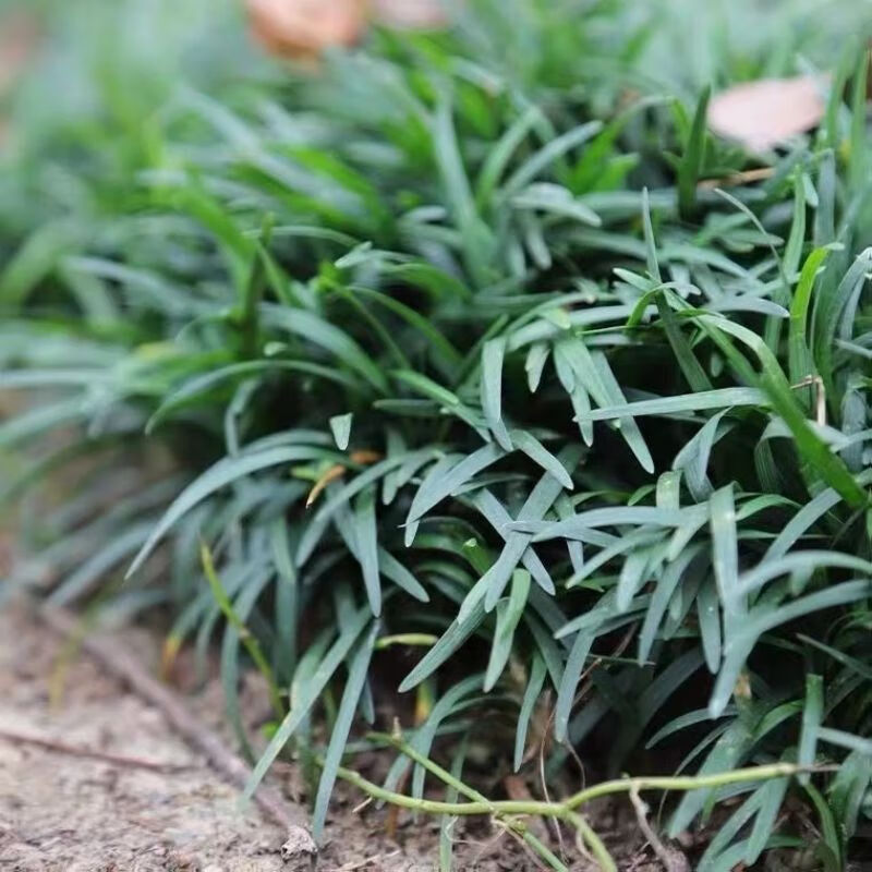 秋忆浓矮麦冬草四季常青长不高植物耐寒耐旱耐践踏庭院玉龙草一斤
