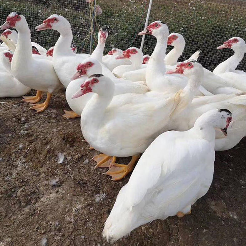 微山湖受精卵麻鸭红嘴鸭红头鸳鸯正宗番鸭种蛋受精蛋非洲雁高产土鸭蛋