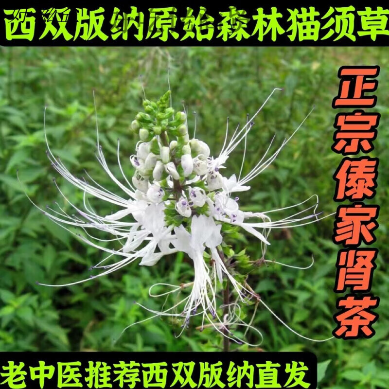 俏滋郎正宗西双版纳猫须草500g云南野外化石草养生猫