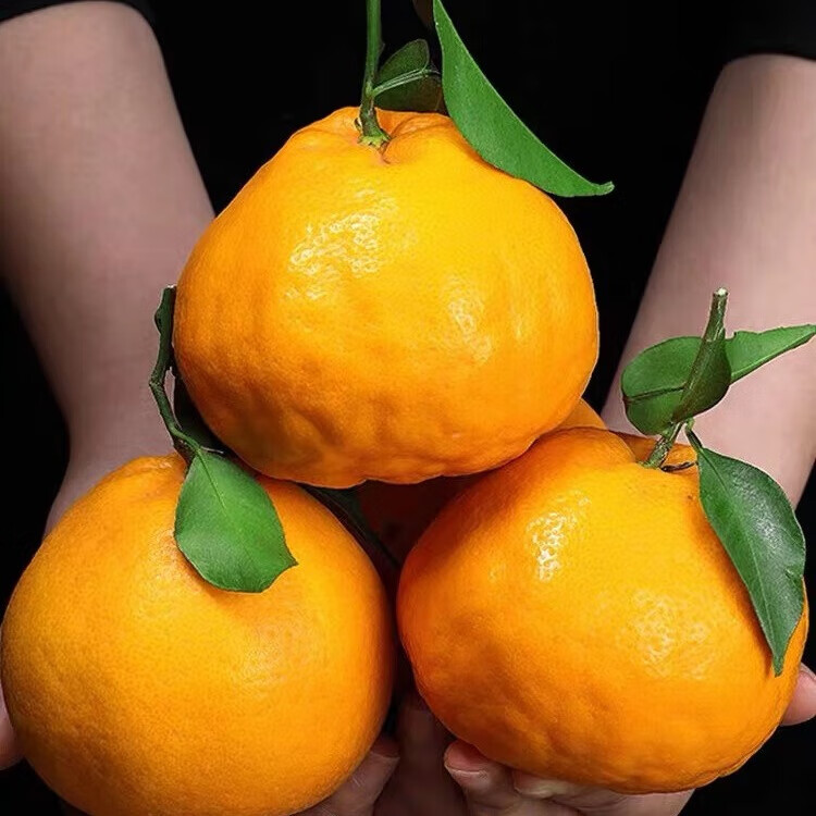 松林美果现摘现发当季正宗四川春见耙耙柑带箱5-6斤大果新鲜水果整箱