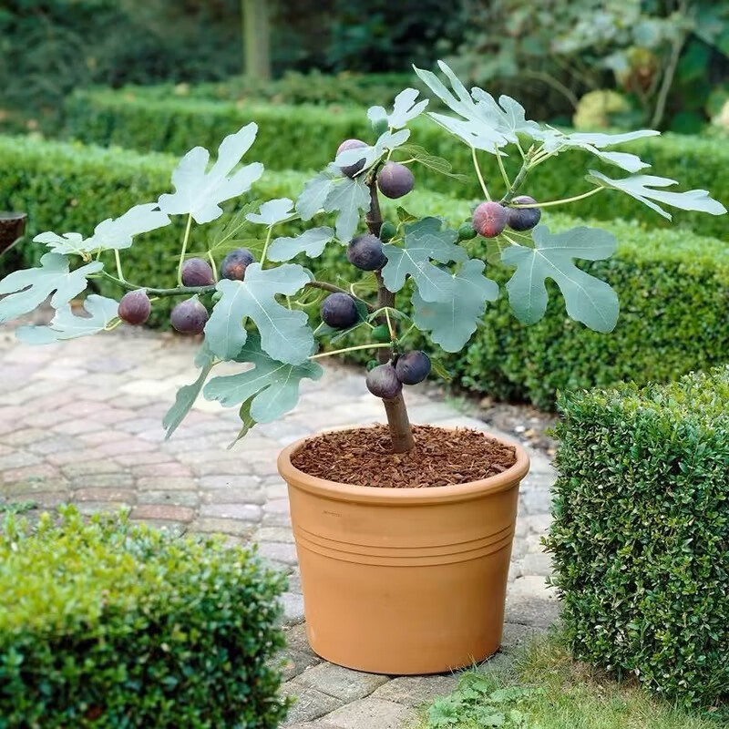 无花果树果苗盆栽水果苗波姬红特大果南北方庭院种植云南嫁接苗