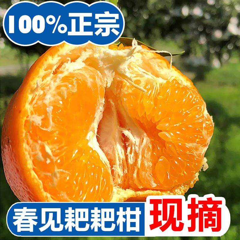 粑粑柑春见耙耙柑30斤一整箱正宗四川眉山春见耙耙柑新鲜水果孕妇 4.5斤礼盒装 [商超精品85mm左右]精选特大果