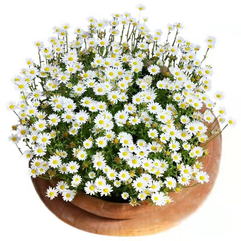 秋颖洋甘菊种子四季植物开花易活室内外盆栽花卉白晶菊小雏菊花种籽子