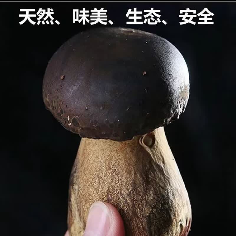 食怀顺丰新鲜黑牛肝菌云南版纳特产时令蔬菜食用菌现采火锅煲汤 精选