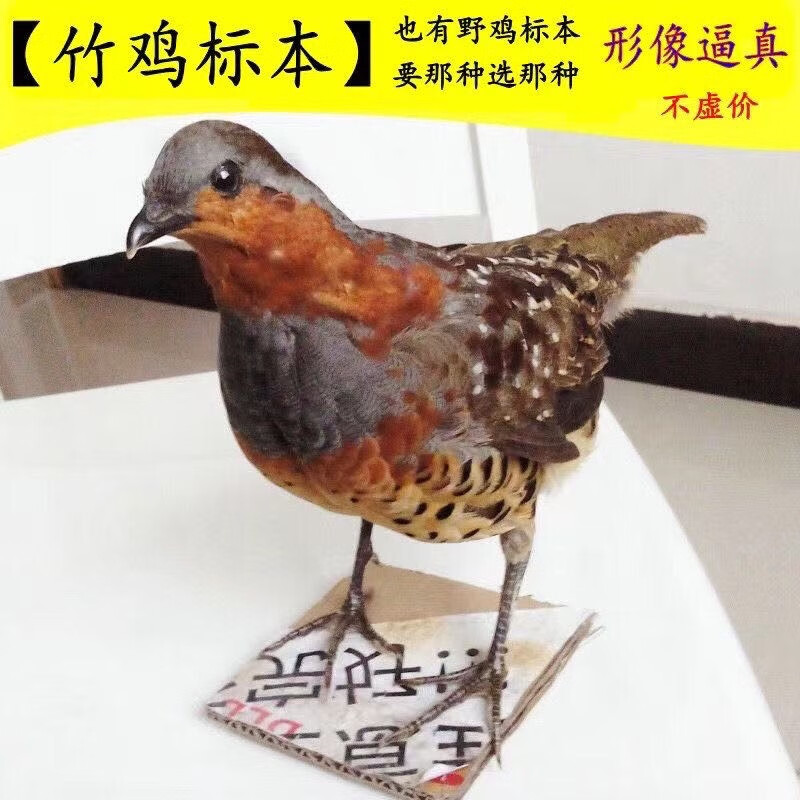 特价标本仿真竹鸡模型假媒户外假媒教学演示道具摆件假媒 精品公