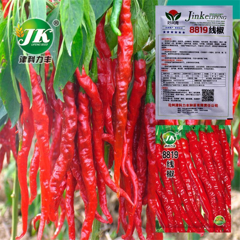 京誉辣椒种子超辣高产辣椒种子超长8819红线椒干椒鲜椒春季蔬菜籽种孑