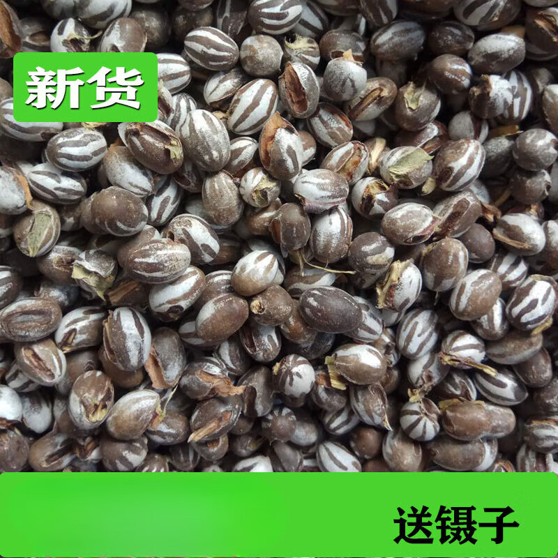 clcey辣子罐蛋活幼虫杨拉罐洋辣子罐蛋活幼虫高蛋白粮食鱼饵鸟仓鼠