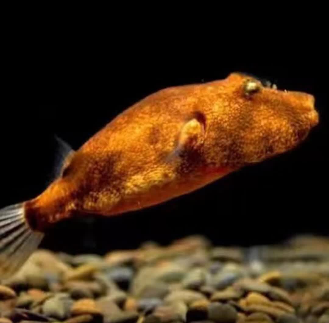 精品狗头凶猛肉食性斑马毛毛皇冠狗头宠物河豚淡水热带鱼 精品木瓜