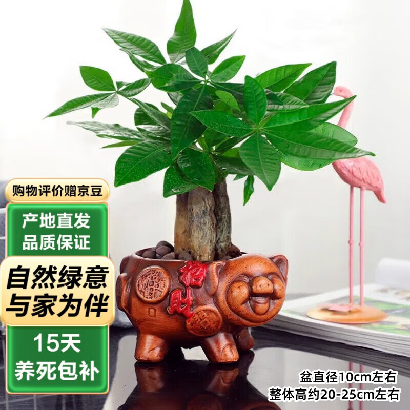 ̩��˿�����������׻�ֲ�����ڿ�����ֲ���� 3�˷�����+�в����մ���